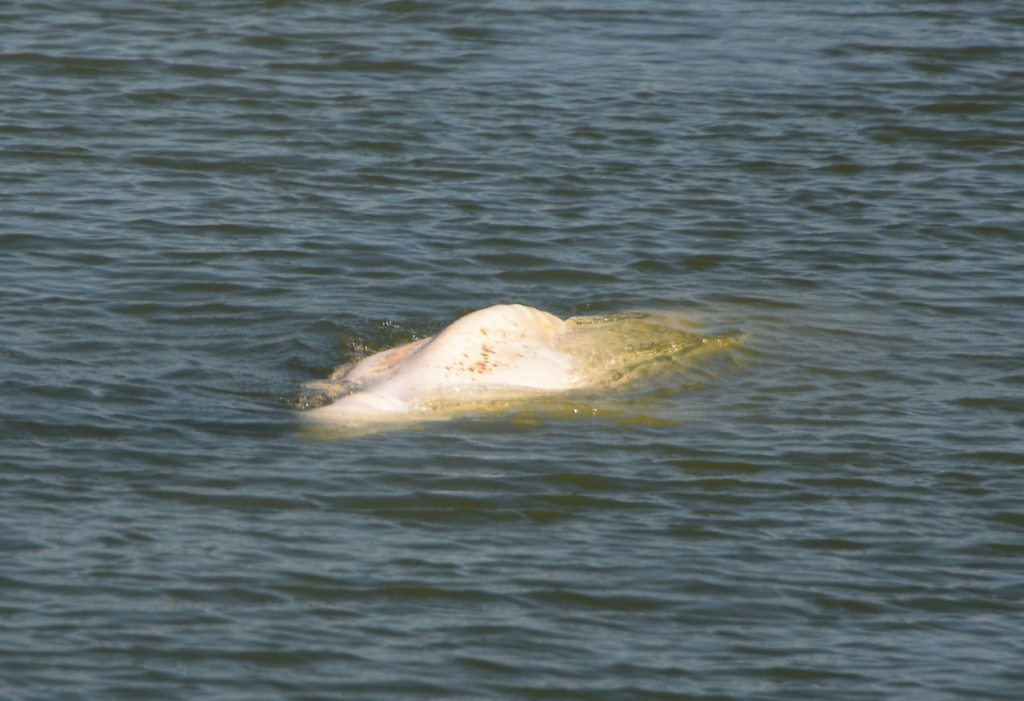 صورة التقطت لحوت البيلوغا في نهر السين في 5 آب/أغسطس 2022 (اف ب)