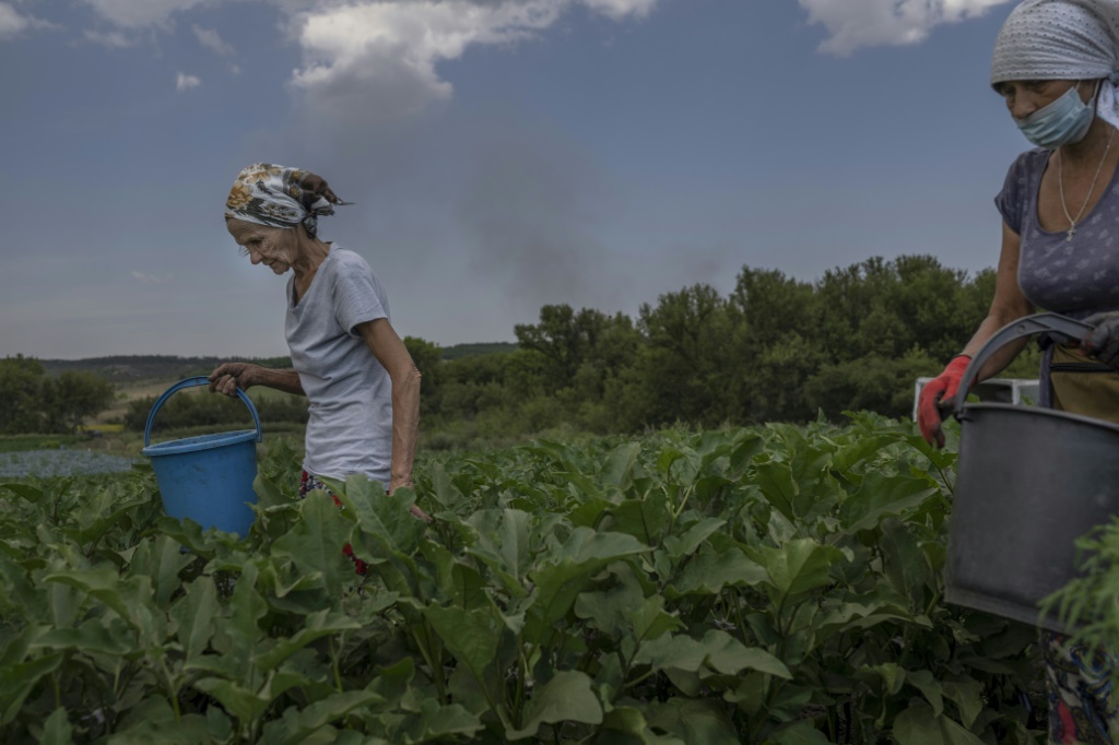    نساء يقطفن الباذنجان بالقرب من خط المواجهة في منطقة دونباس في أوكرانيا في 10 آب/أغسطس 2022 (أ ف ب)   