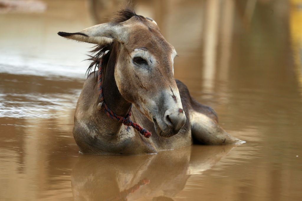 حمار يجلس في بركة مياه بعد هطول أمطار غزيرة في العاصمة السودانية الخرطوم في 13 آب/أغسطس 2022 (اف ب)