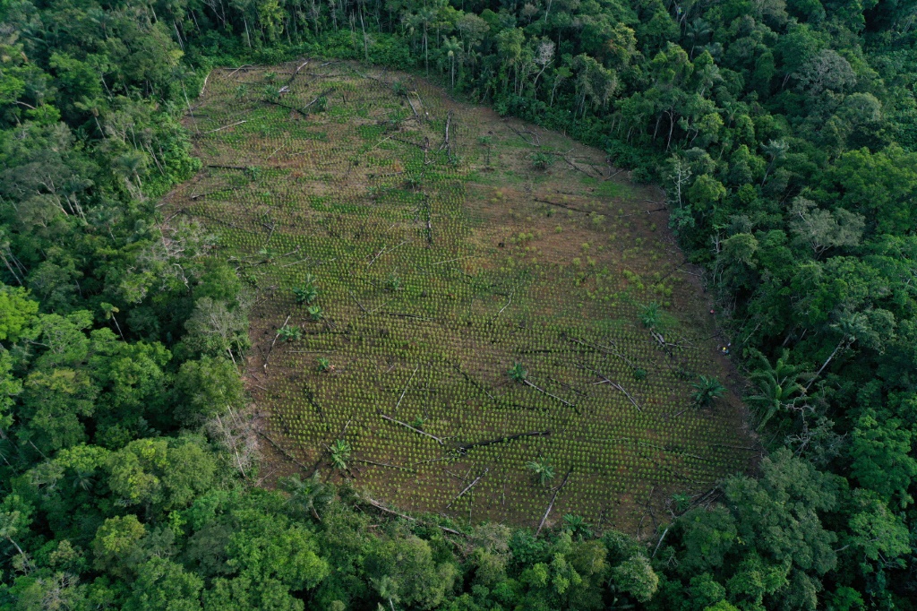  منطقة أزيلت منها أحراج لزراعة الكوكا في منطقة غافياري في كولومبيا في تشرين الثاني/نوفمبر 2021 (اف ب)