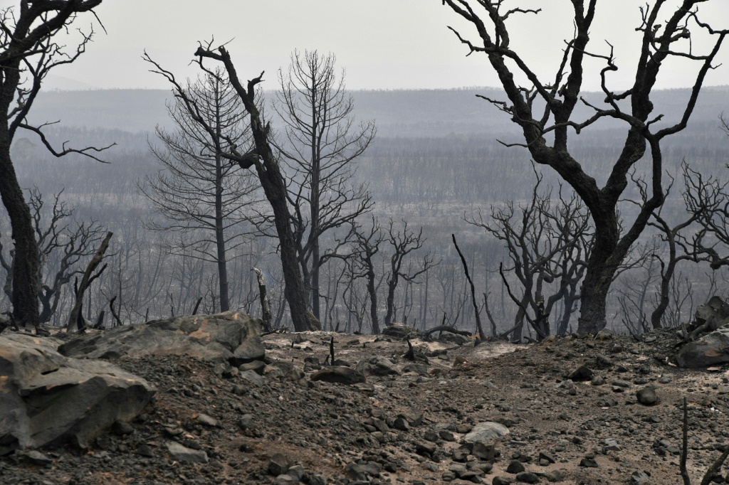 لقطة من غابة احترقت في مدين القالة في الجزائر في 18 آب/أغسطس 2022 (ا ف ب)