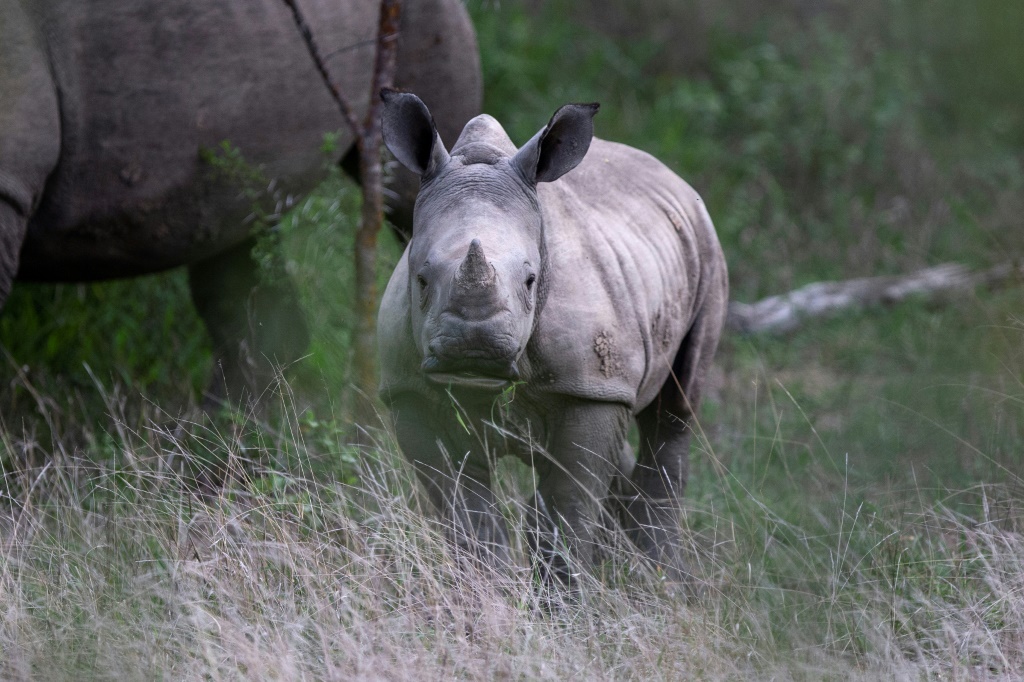 شهد الصيد الجائر لحيوانات وحيد القرن والاتجار غير المشروع بها تراجعاً في السنوات الأخيرة، لكنهما لا يزالا يشكلان خطراً كبيراً على وجودها، بحسب الاتحاد الدولي لحفظ الطبيعة(اف ب)