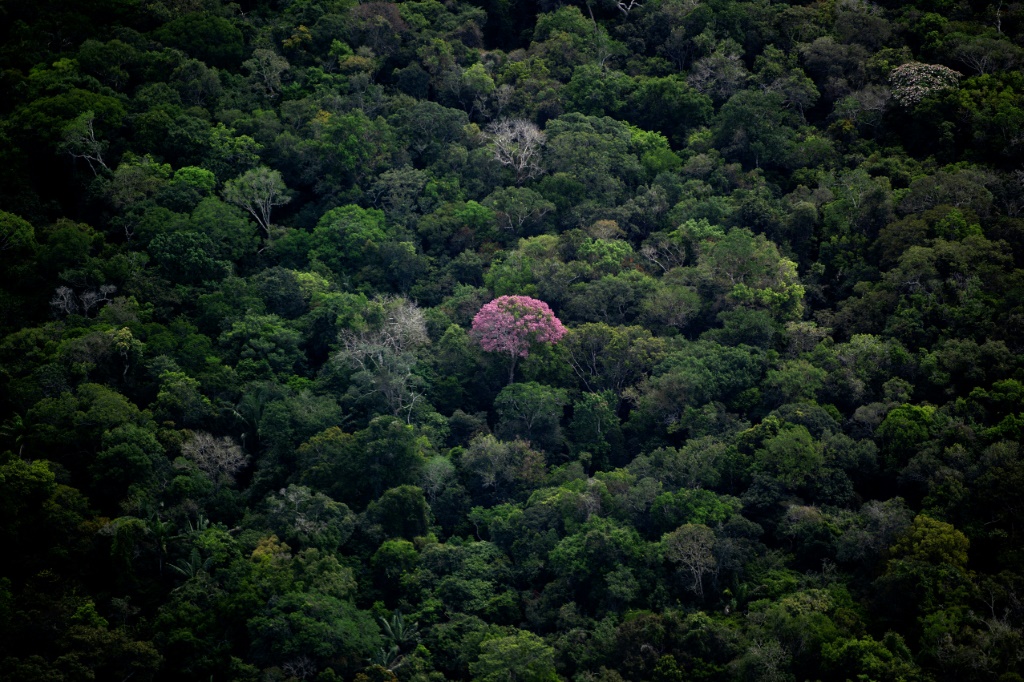 لقطة جوية تظهر جانباً من غابة الأمازون في مقاطعة أمازوناس البرازيلية في 6 حزيران/يونيو 2022 (ا ف ب)