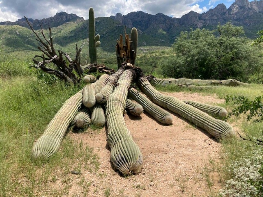 صورة غير مؤرخة لنبتة الصبّار العملاقة التي اقتلعتها أمطار غزيرة في متنزه كاتالينا بولاية أريزونا الأميركية (اف ب)