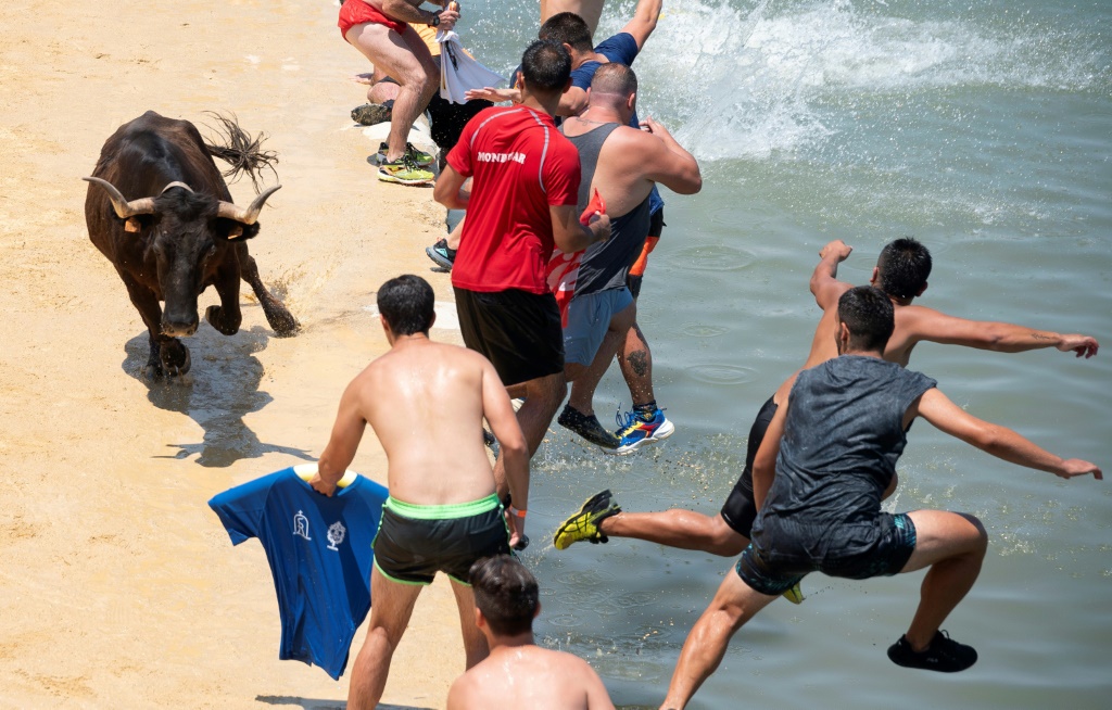 تتضمن بعض السباقات ثيران تركض في الشوارع ، في حين أن البعض الآخر - "bous a la mar" - ينتهي عند البحر مع تنافس العدائين لجعل الثيران تسقط في الماء (ا ف ب).