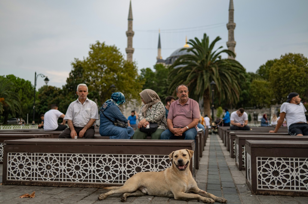    كلاب شاردة في أحد شوارع اسطنبول في 23 آب/أغسطس 2022 (أ ف ب)
