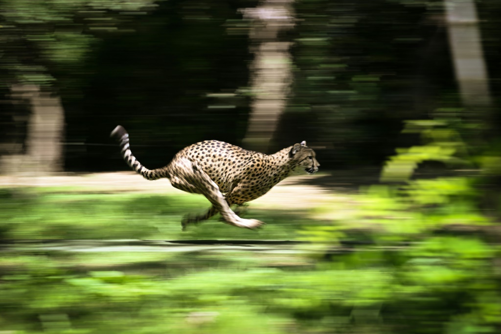 الفهد هو أسرع حيوان بري على وجه الأرض (ا ف ب)
