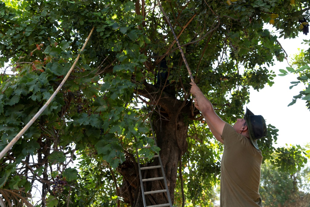ثيوفانيس كريستو ، 20 عامًا ، وجده كريستوس شارالمبوس ، 79 عامًا (فوق الشجرة) يحصدان الخروب من شجرة في قرية أسجاتا بجنوب قبرص (ا ف ب)