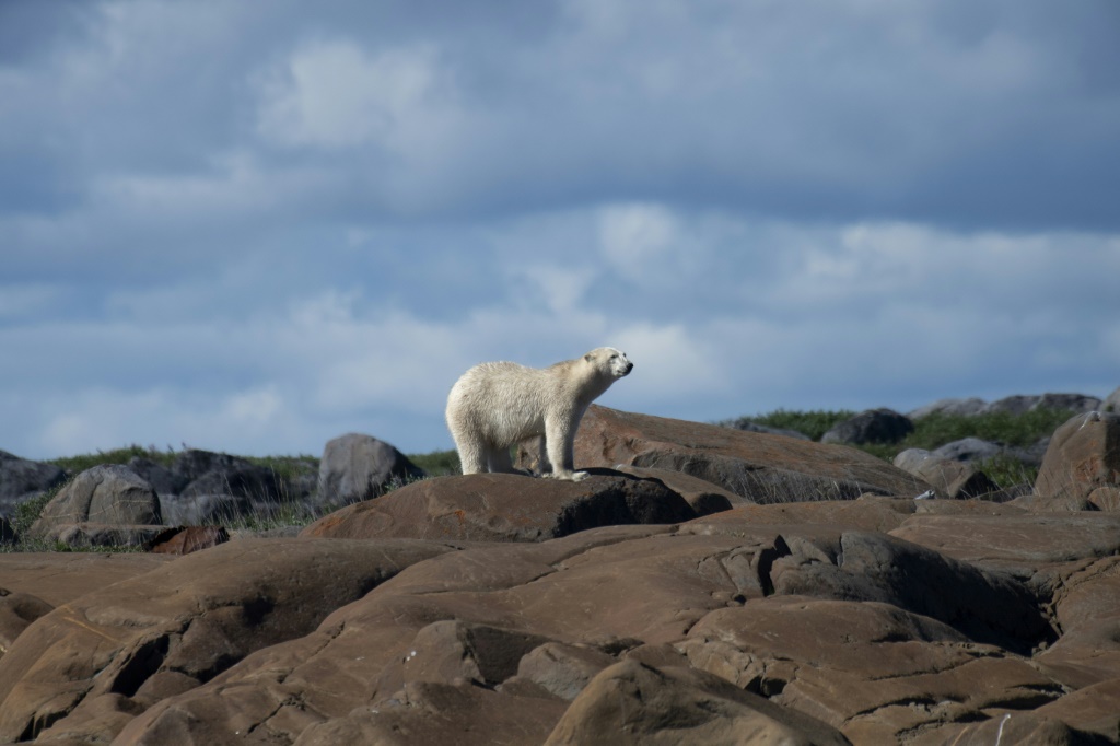 دب قطبي في خليج هدسون في شمال كندا في الرابع من آب/أغسطس 2022 (ا ف ب)
