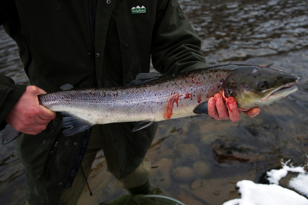 سمكة سلمون تم اصطيادها في مياه نهر سباي في أبرلور (اسكتلندا) في شباط/فبراير 2017 (أ ف ب)