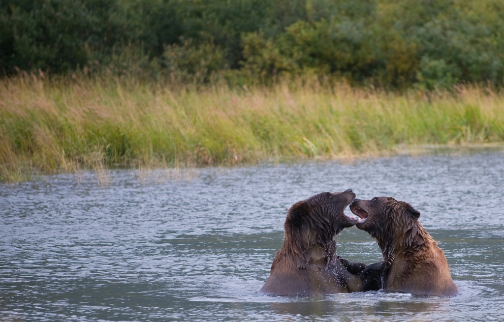 زوج من الدببة البنية يلعبان في احد المتنزهات في ألاسكا بتاريخ 30 آب/أغسطس 2009 (ا ف ب)