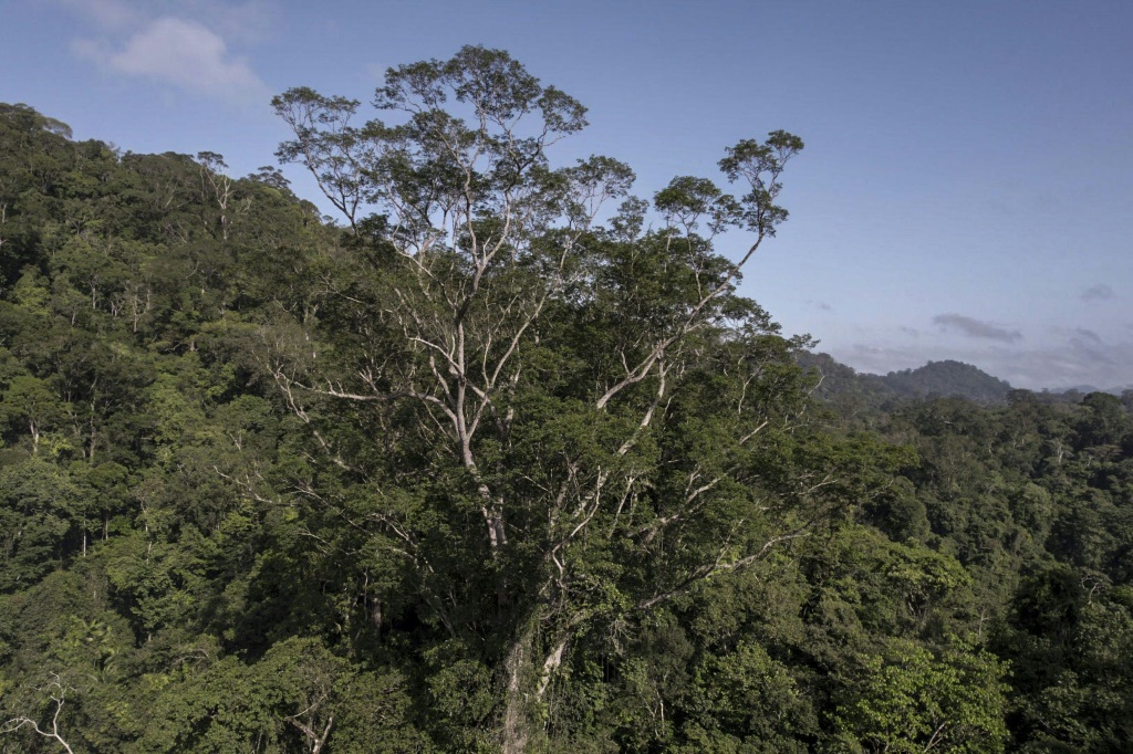 شجرة دينيزيا اكسلسا العملاقة في غابة الأمازون بتاريخ 17 أيلول/سبتمبر 2022 (ا ف ب)