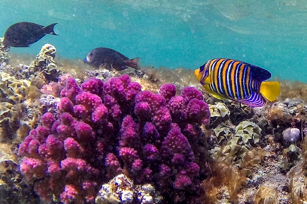    أسماك تسبح قرب الشعاب المرجانية في البحر الأحمر في 17 أيلول/سبتمبر 2022 (أ ف ب)