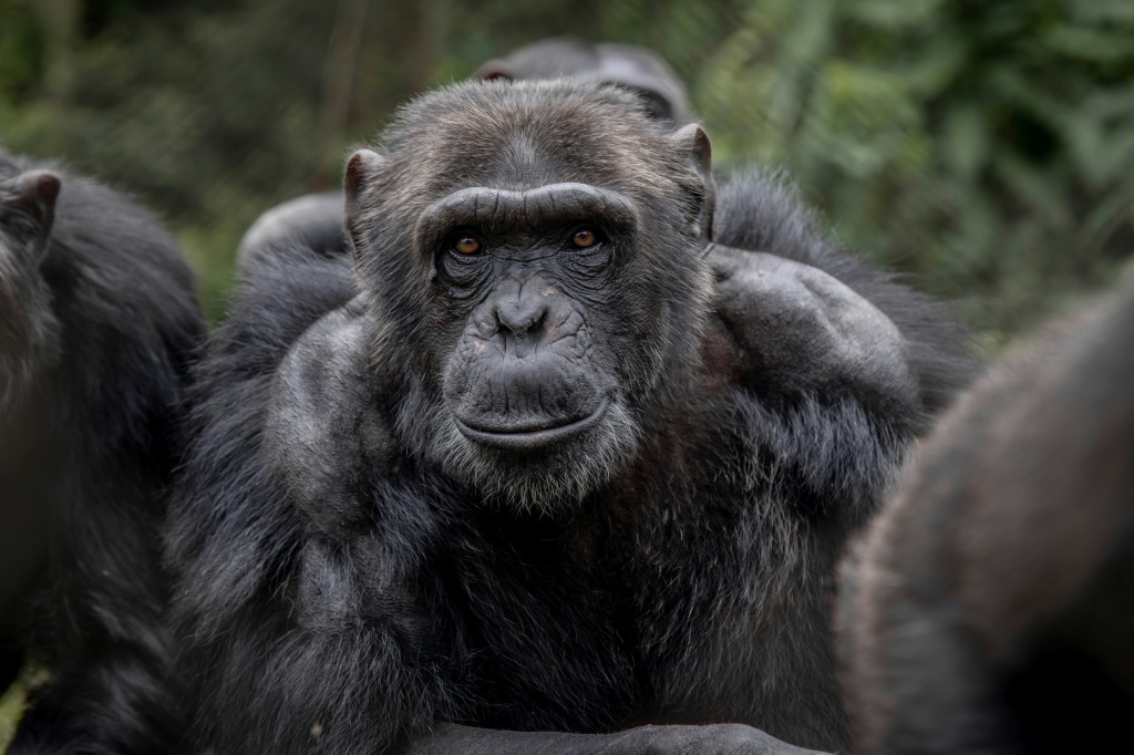 قردة شمبانزي في مركز لإعادة تأهيل الرئيسيات في منطقة بوكافو في جمهورية الكونغو الديموقراطية (ا ف ب)