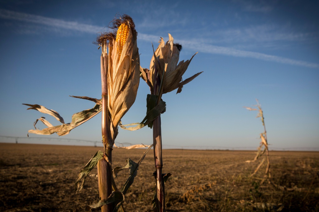سيقان الذرة الذابلة هذه موجودة في حقل جاف في نبراسكا ، مثل الكثير من مناطق الغرب الأوسط في الولايات المتحدة ، فقد قضى شهورًا بدون مطر (ا ف ب)