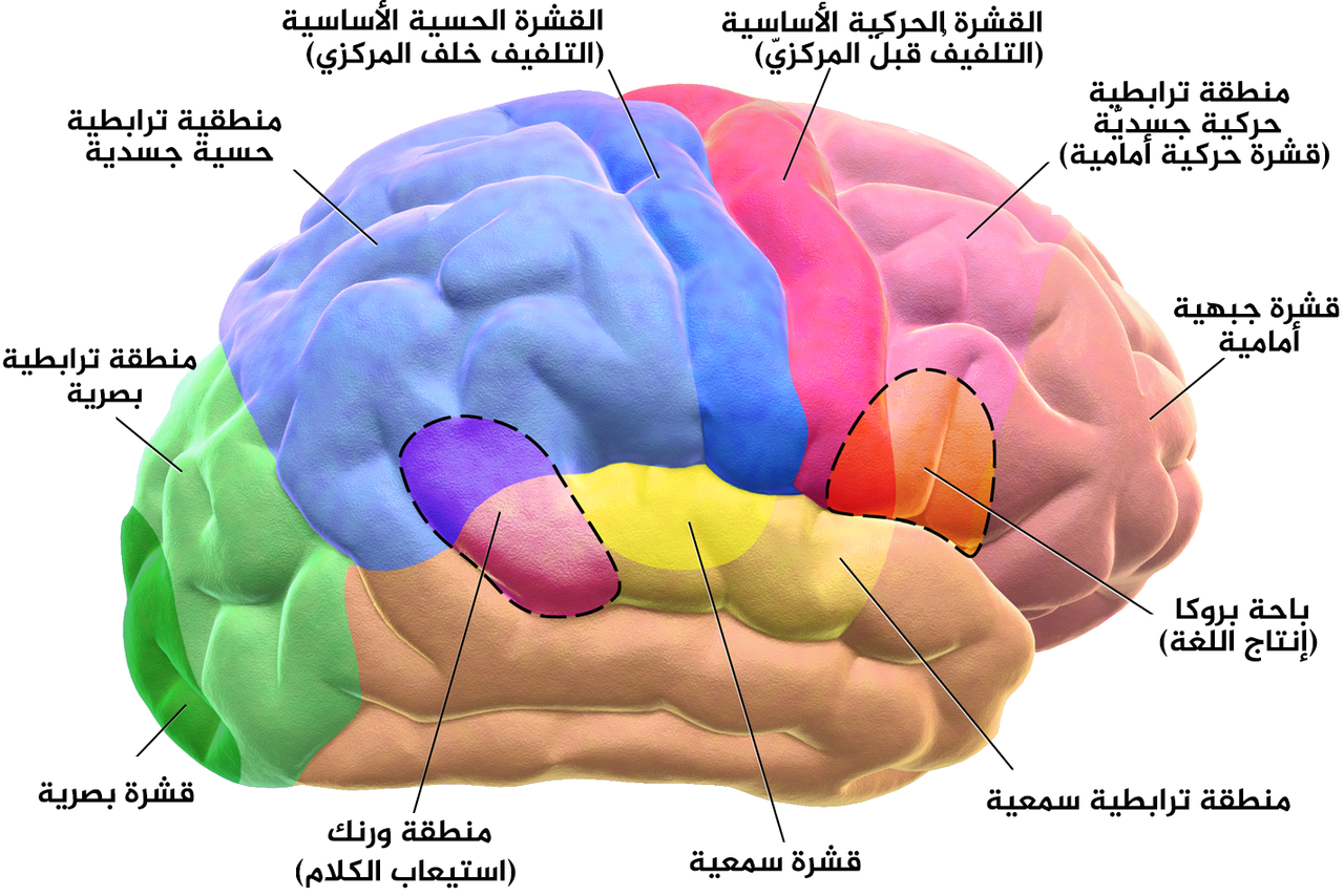 المناطق الوظيفية في الدماغ البشري. المناطق المتقطعة المُبينة عادةً ما تكون مُتَحَكِّمة في نصف الكرة المخيِّة الأيسر (ويكيبيديا)
