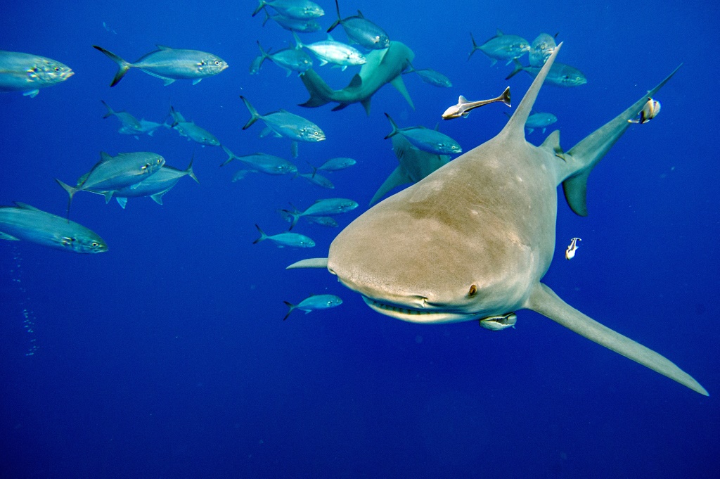 سيضع الاقتراح جميع أنواع أسماك القرش المقدّس وأسماك القرش ذات رأس المطرقة البالغ عددها 54 في الملحق الثاني من اتفاقية CITES (أ ف ب)