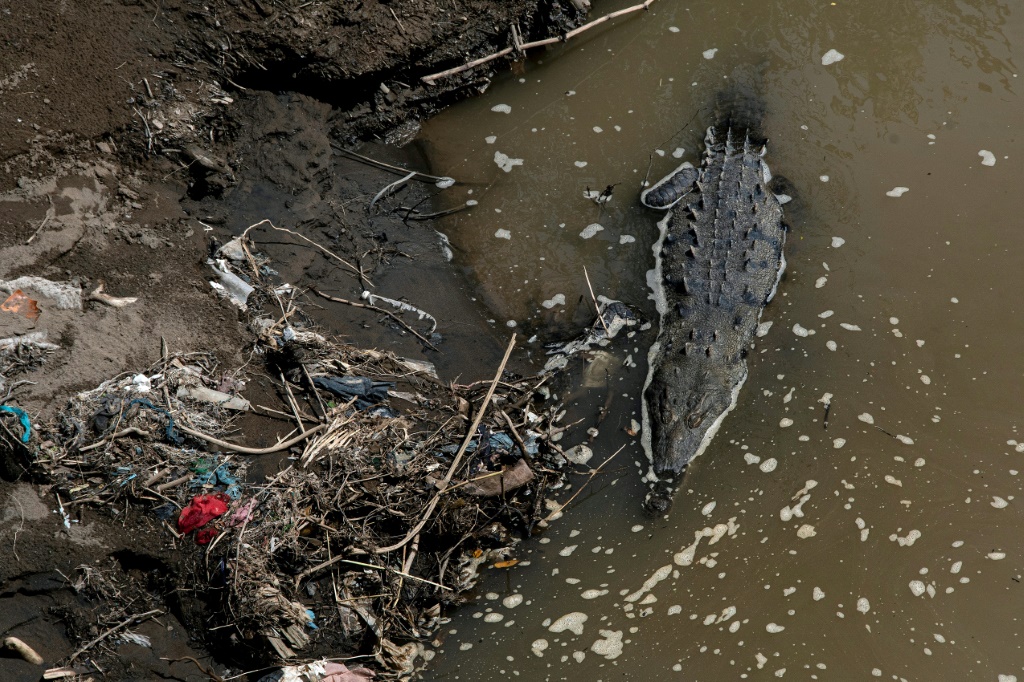 تمساح يسبح وسط القمامة في نهر تاركوليس، أحد أكثر المناطق تلوثًا في أمريكا الوسطى. هذا النوع مزدهر على الرغم من المياه السامة (أ ف ب)