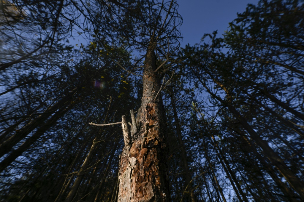    مجموعة من الأشجار في إحدى الغابات في لابلاند الفنلندية بتاريغ السابع من تشرين الأول/أكتوبر 2022 (ا ف ب)