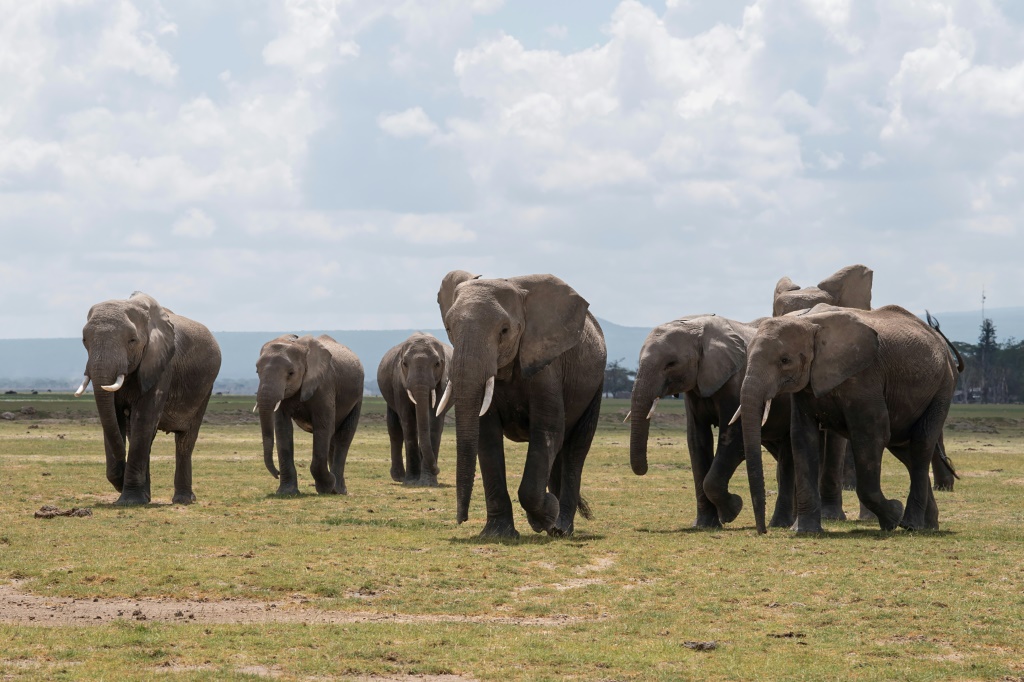 مجموعة من الفيلة في متنزه أمبوسيلي الوطني في كينيا بتاريخ 30 تشرين الثاني/نوفمبر 2022 (ا ف ب)