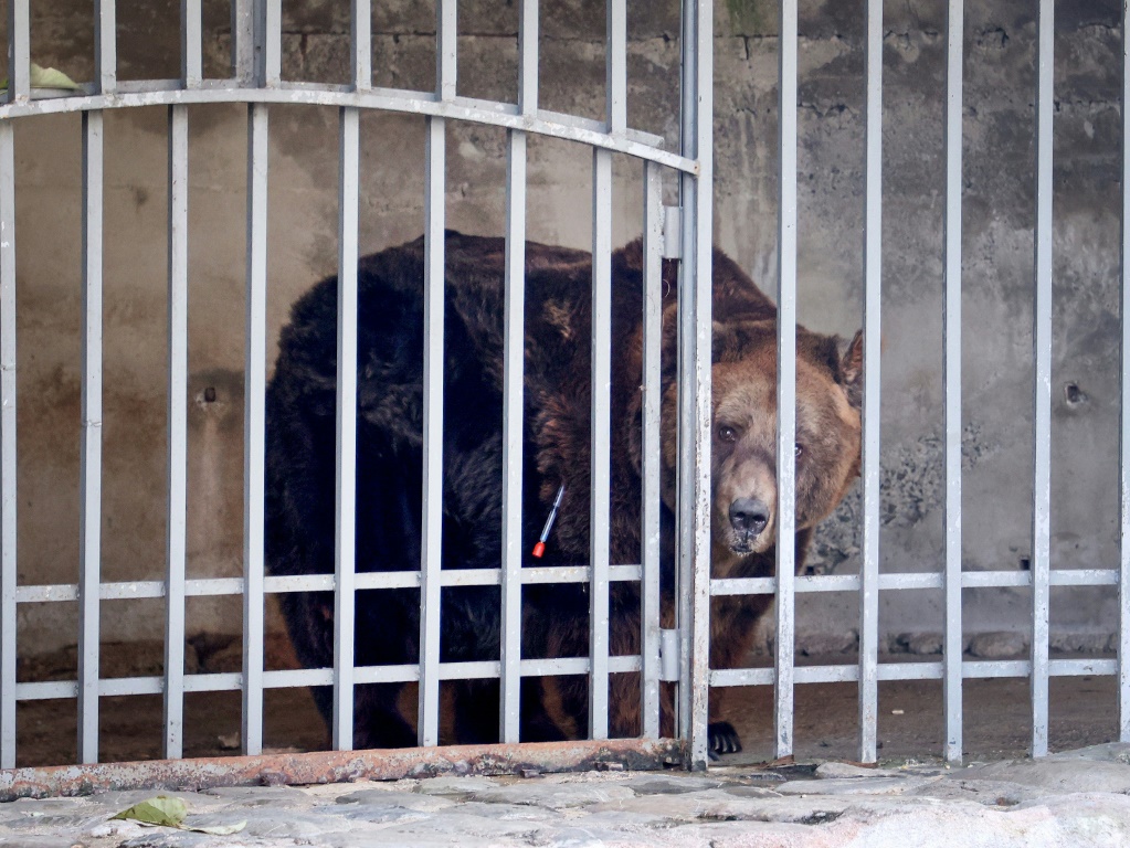    الدب البني "مارك" تلقى جرعة مخدرة قبل نقله من القفص الذي يعيش فيه بجوار أحد مطاعم العاصمة الألبانية تيرانا بتاريخ السابع من كانون الاول/ديسمبر 2022 (أ ف ب)