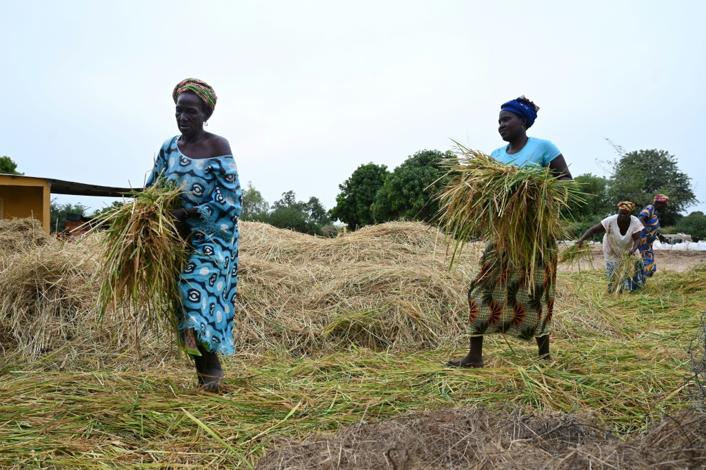 نساء منتجات للأرز يحصدن محصولهن في منطقة بيكول في فاتيك في 8 تشرين الثاني/نوفمبر 2022 (أ ف ب)