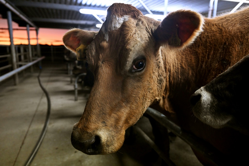     عدلت حكومة نيوزيلندا الخطط المثيرة للجدل لفرض ضرائب على انبعاثات غازات الاحتباس الحراري من حيوانات المزرعة (أ ف ب)