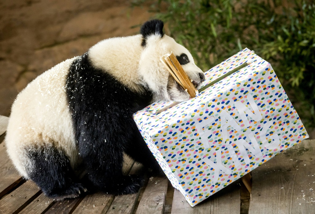 صورة التقطت في الأول من ايار/مايو 2022 في حديقة أوهاندس في رينن (هولندا) لدب الباندا العملاق فان شينغ في عيد ميلاده الثاني (ا ف ب)