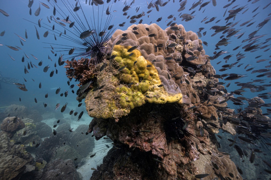 ينتشر مرض النطاق الأصفر بسرعة ويقتل الشعاب المرجانية قبالة الساحل الشرقي لتايلاند (أ ف ب)