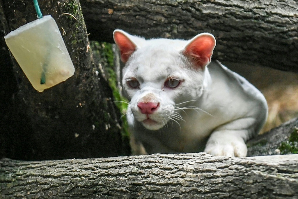 أول حيوان من نوع "ألبينو أوسيلوت" يُعثر عليه في كولومبيا، داخل أحد متنزهات ميديلين بتاريخ الثامن من تموز/يوليو 2022 (ا ف ب)