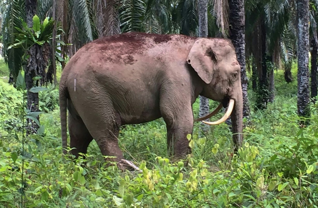  فيل في ولاية صباح الماليزية، الصورة نشرتها الهيئة المعنية بالحياة البرية في الولاية بتاريخ 11 آب/أغسطس 2016 (ا ف ب)