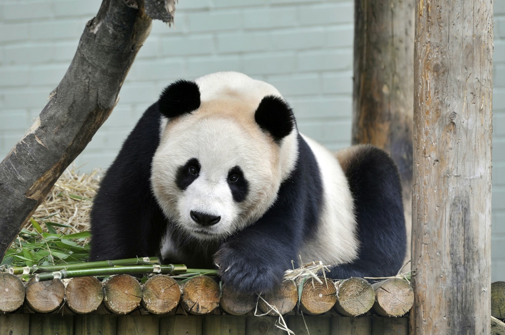    الباندا الذكر يانغ غوانغ في حديقة ادنبره للحيوانات عام 2012 (ا ف ب)