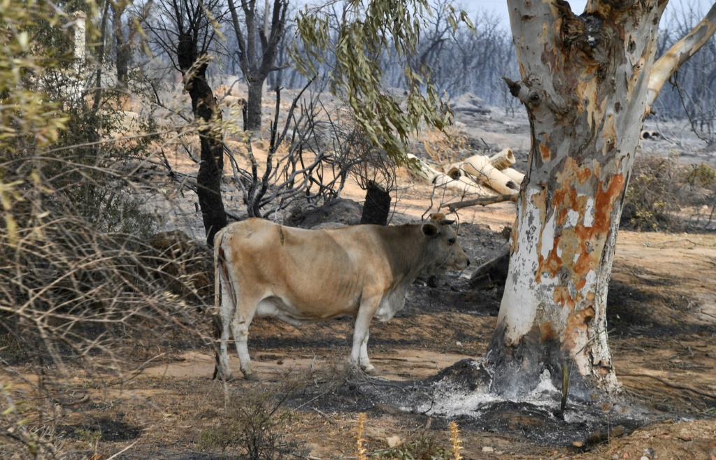 صورة تظهر بقرة تقف في غابة محترقة بعد اندلاع حرائق بالقرب من مدينة القلعة الجزائرية في 17 آب/أغسطس 2022 (ا ف ب)