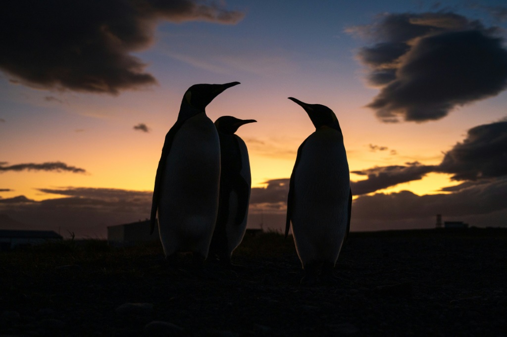 اكتشف باحثون بريطانيون مستعمرة جديدة من طيور البطريق الإمبراطور المهددة بالانقراض في أنتاركتيكا باستخدام تكنولوجيا الأقمار الصناعية (ا ف ب)