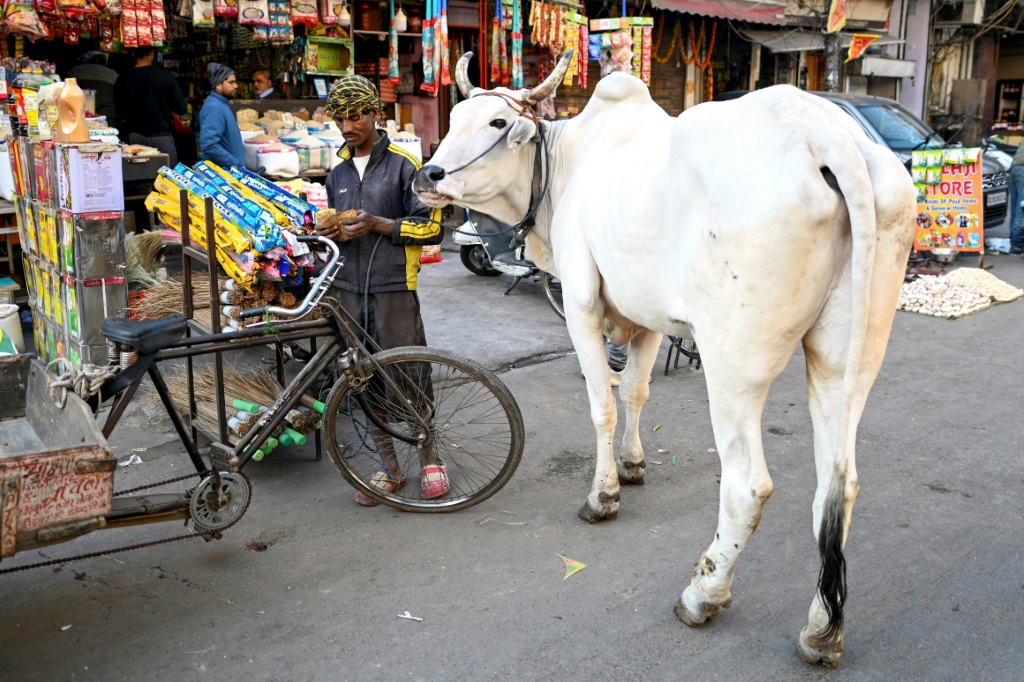 القضاء الهندي: روث البقر يحمي من الإشعاعات النووية