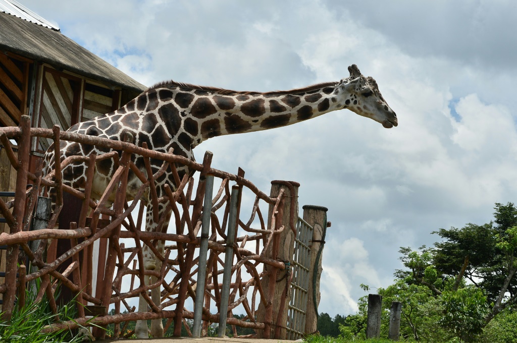 زرافة في حديقة حيوانات جويا غراندي في سانتا كروز دي يوجوا في هندوراس بتاريخ 30 أيار/مايو 2020 (ا ف ب)