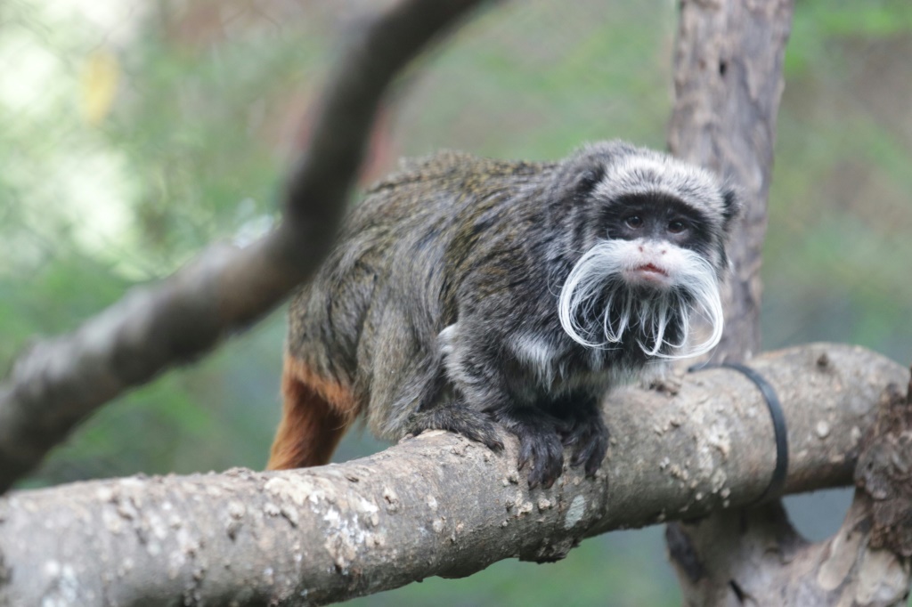 صورة غير مؤرخة لقرد إمبراطور تامارين في حديقة دالاس للحيوانات في ولاية تكساس الأميركية (ا ف ب)