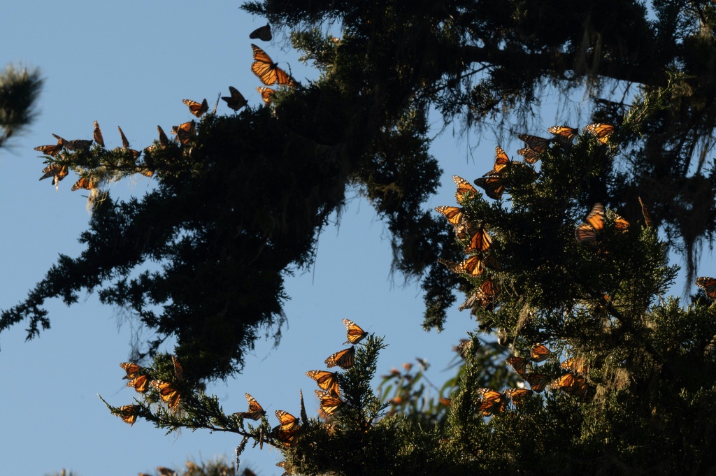     مجموعة من الفراشات الملكية فوق أشجار محمية باسيفيك غروف مونارك الاميركية في 26 كانون الثاني/يناير 2023 (أ ف ب)