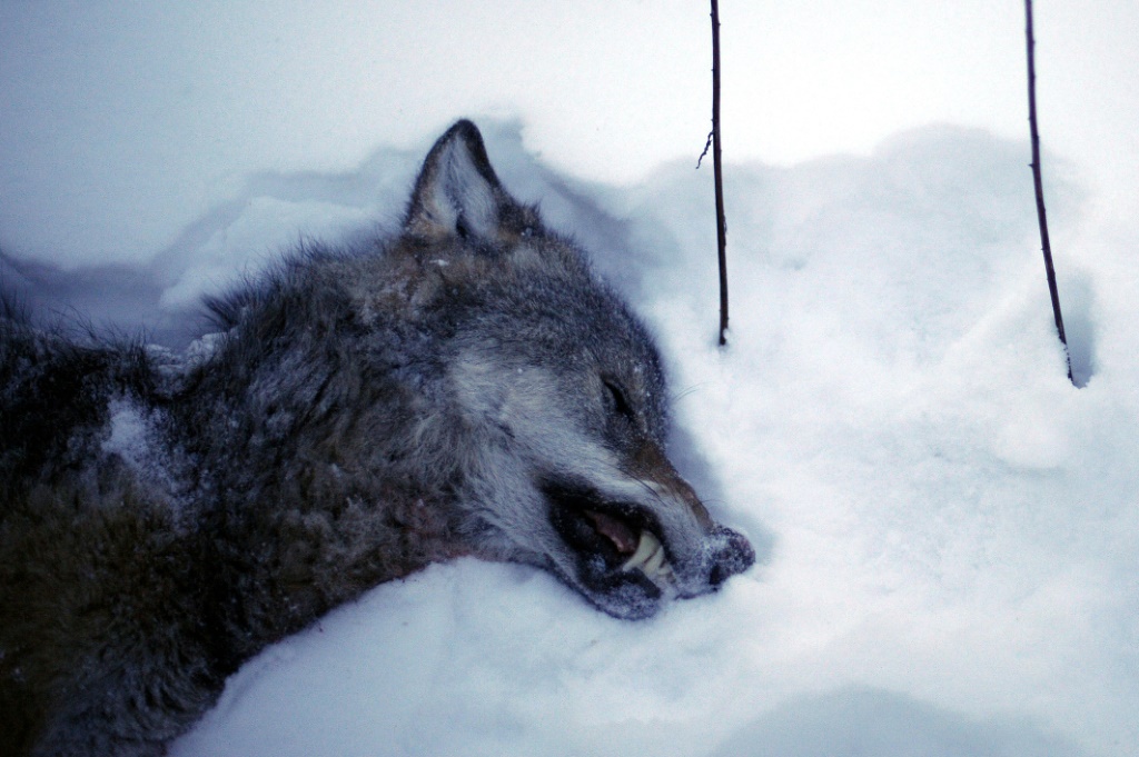    انثى ذئب نافقة عقب اصطيادها قرب كريستينهامن السويدية في الثاني من كانون الثاني/يناير 2023 (ا ف ب)