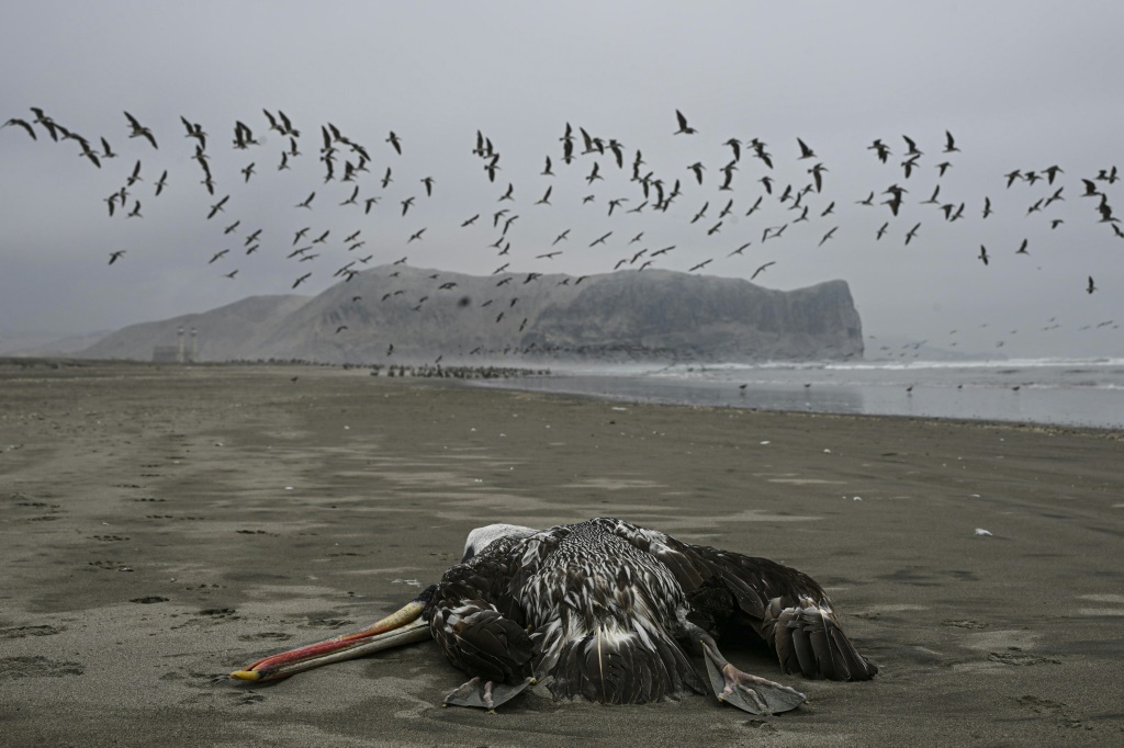 طائر يُشتبه في نفوقه جراء فيروس "اتش 5 ان 1" على شاطئ في ليما عاصمة البيرو في الأول من كانون الأول/ديسمبر 2022 (ا ف ب)