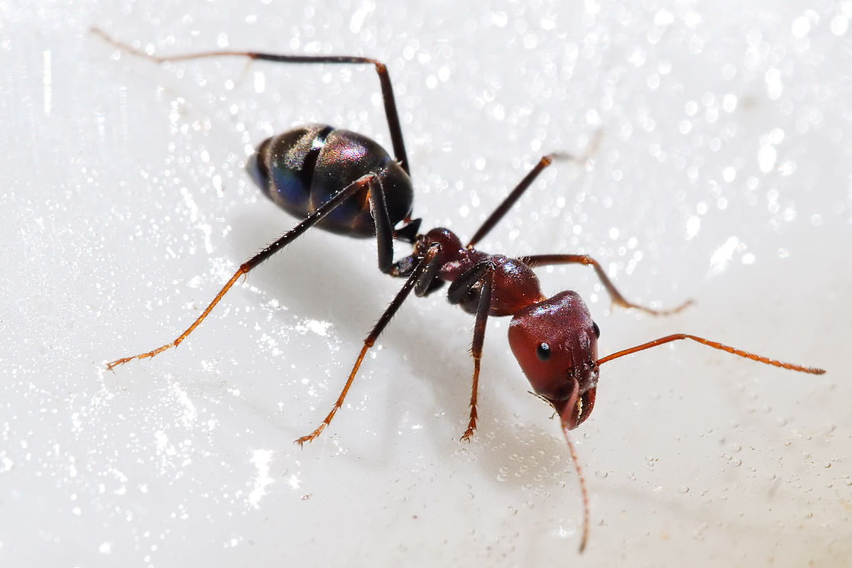 صورة لأحدى انواع النمل (ويكيبيديا)