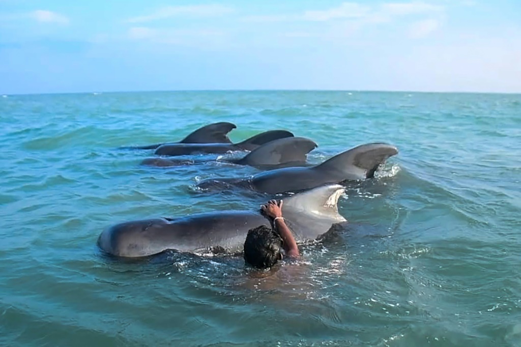 صياد سريلانكي يحاول دفع الحيتان التجريبية إلى المياه العميقة قبالة كوداوا (ا ف ب)