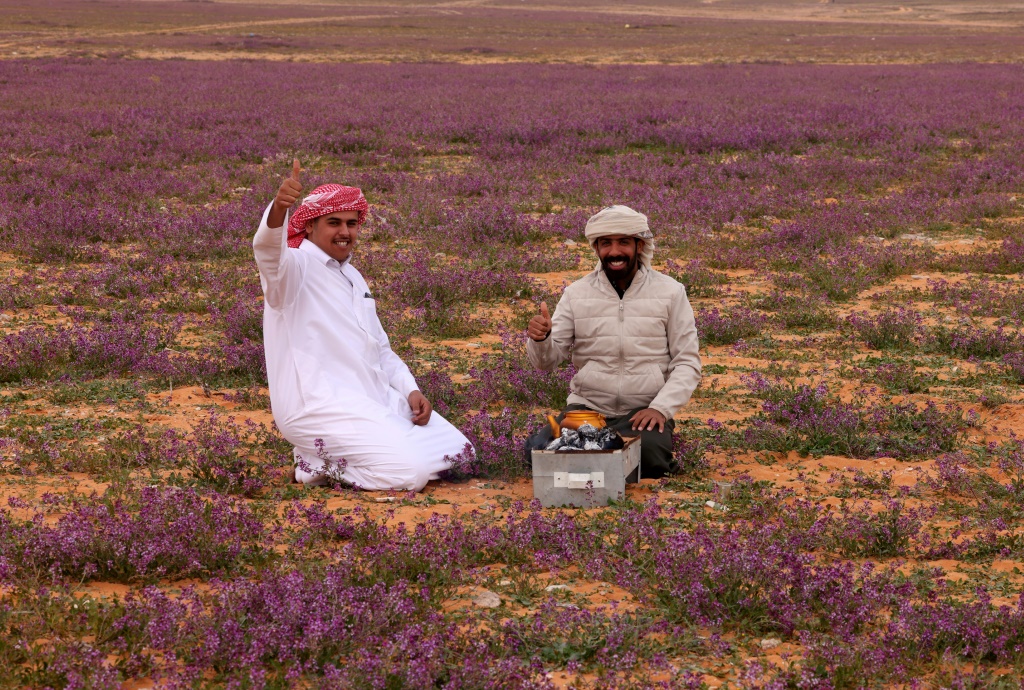 رجلان يحضّران الشاي في حقل طغى عليه اللون الأرجواني الفاتح بفعل انتشار نبتات خزامى برية في منطقة رفحاء قرب الحدود السعودية مع العراق، في 13 شباط/فبراير 2023 (ا ف ب)