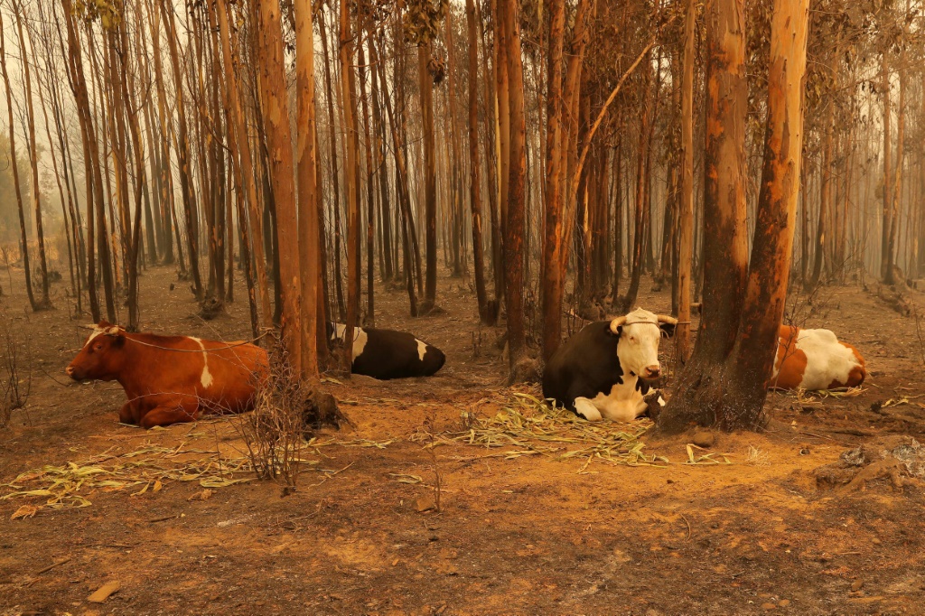 صورة مؤرخة في 4 شباط/فبراير لأبقار في تشيلي (ا ف ب)