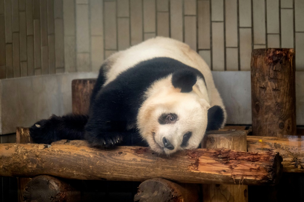    شيانغ شيانغ ، التي من المقرر أن تتوجه إلى الصين ، كانت نقطة جذب كبيرة لحديقة حيوان أوينو في طوكيو منذ ولادتها في عام 2017 (أ ف ب)