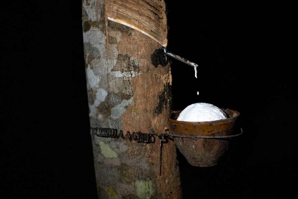    يقطر اللاتكس الطبيعي من شجرة مطاطية في الساعات الأولى من الصباح في مزرعة في مقاطعة سورات ثاني (أ ف ب)