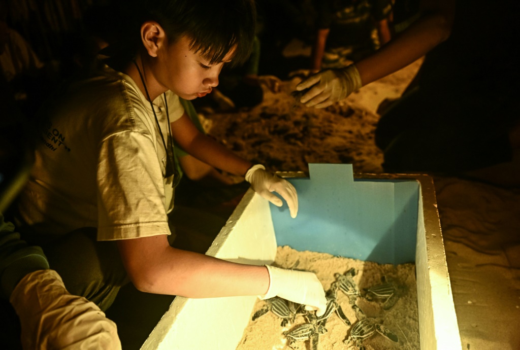 برين أوتايسانغتشي يساعد صغار السلاحف للخروج من البيض على أحد شواطئ فانغ نغا في تايلاند بتاريخ 20 شباط/فبراير 2023 (ا ف ب)