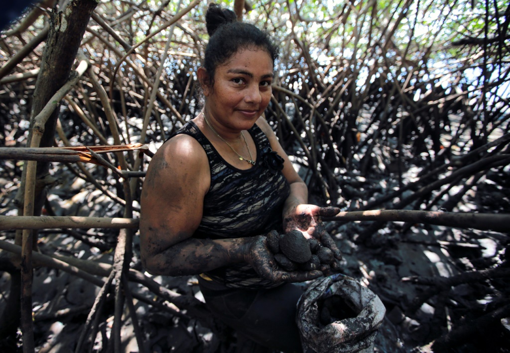 ايلينا مارتينيز تجمع أصدافا سوداء في المانغروف في السادس من شباط/فبراير 2023 على سواحل نيكاراغوا على المحيط الهادئ (ا ف ب)
