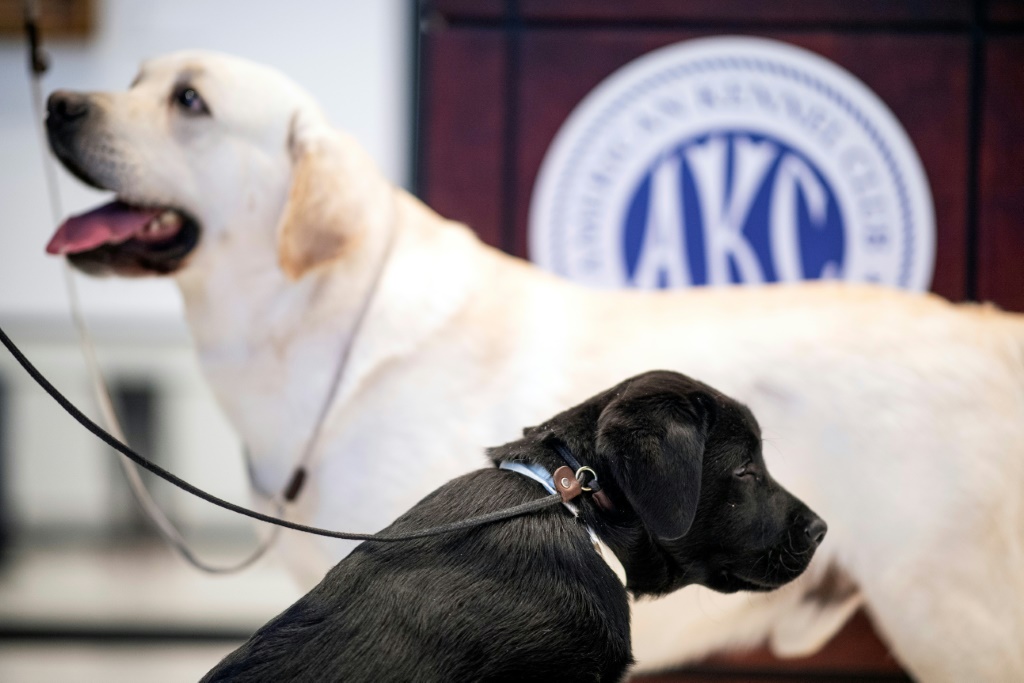 كلب لابرادور بالغ وآخر يثبلغ 14 اسبوعاً خلال نشاط لمتحف نادي "أميركان كينل كلوب" في نيويورك في 20 آذار/مارس 2019 (ا ف ب)
