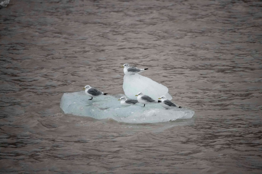     صورةمؤرخة في 22 أيلول/سبتمبر 2021 لطيور نورس على قطعة صغيرة من الجليد في سفالبرد النروجي (ا ف ب)